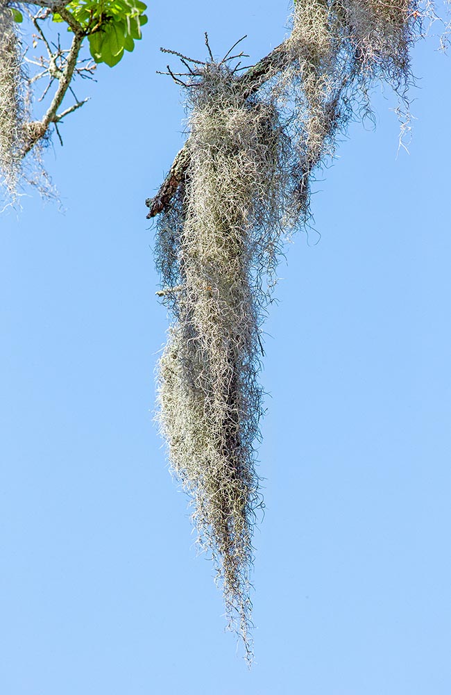 Tillandsia usneoides