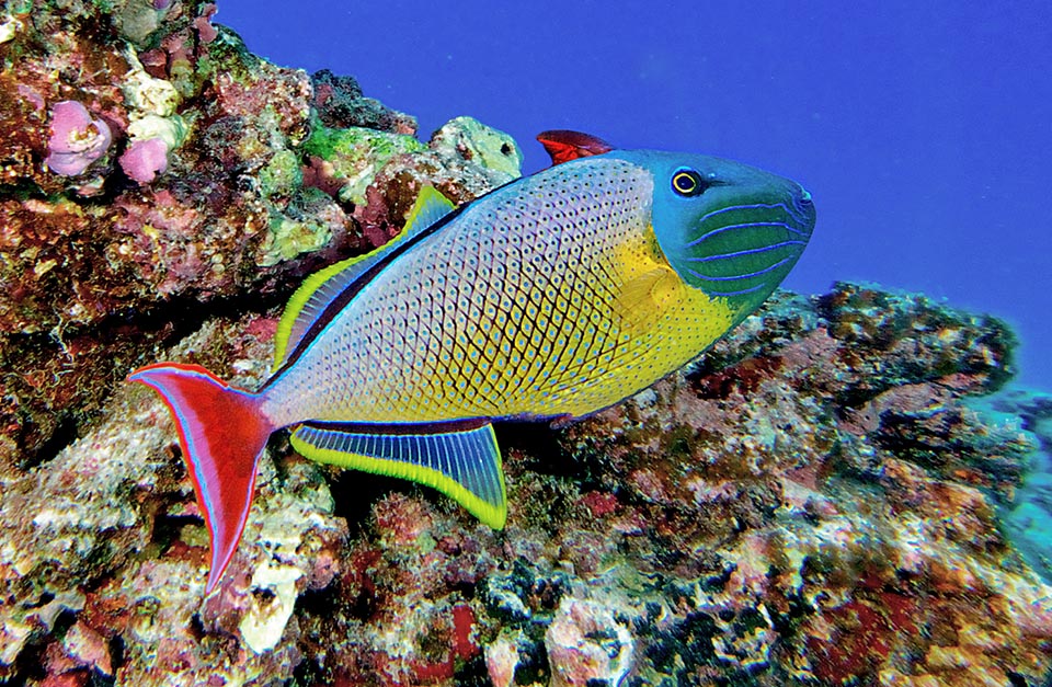 The first dorsal fin of Xanthichthys mento, here well visible in red, is the "trigger" typical to the family, blockable vertically as defense weapon.