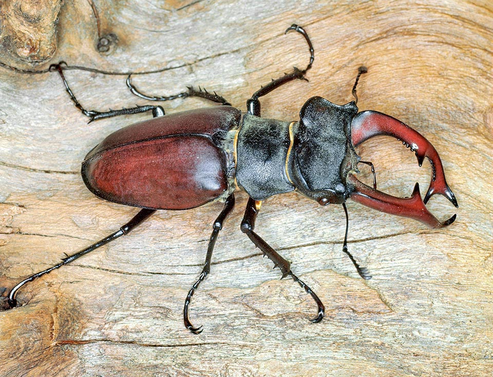 Lucanus cervus, Cerf-volant