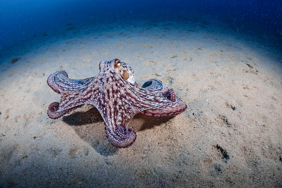 Octopus vulgaris, Polpo