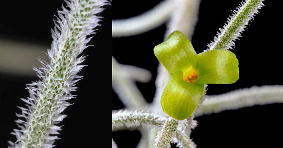 Tillandsia usneoides