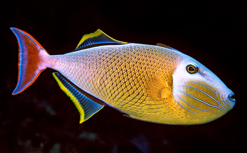 Xanthichthys mento est connu sous le nom de Baliste à queue rouge ou à rayures entrecroisées en raison du motif en losange formé par le bord foncé des écailles.