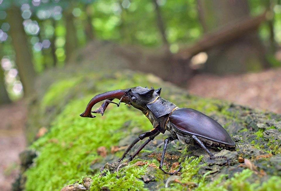 Lucanus cervus, Cerf-volant