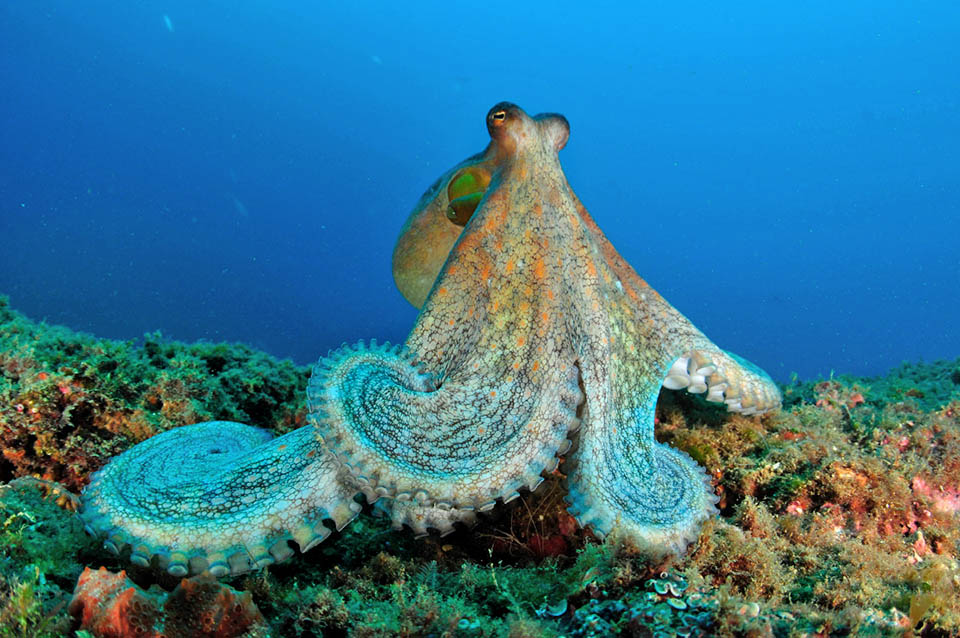 Octopus vulgaris, Polpo