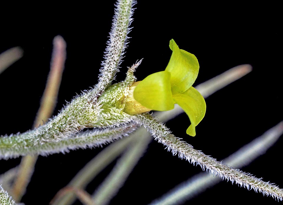 Tillandsia usneoides