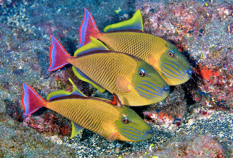 Trio spectaculaire de mâles de Xanthichthys mento. Le premier, effrayé, a déjà redressé sa "gâchette" normalement repliée dans un logement dorsal approprié.