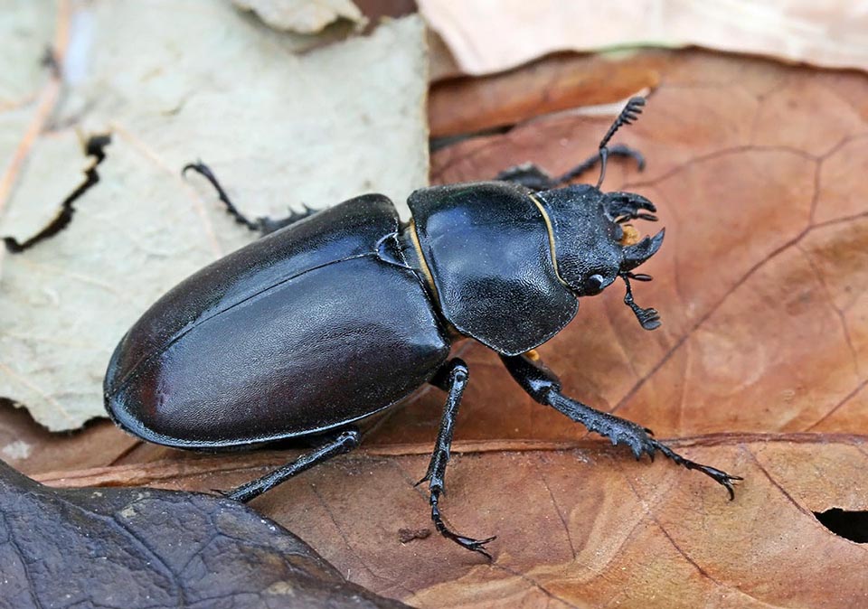 Lucanus cervus, Cerf-volant