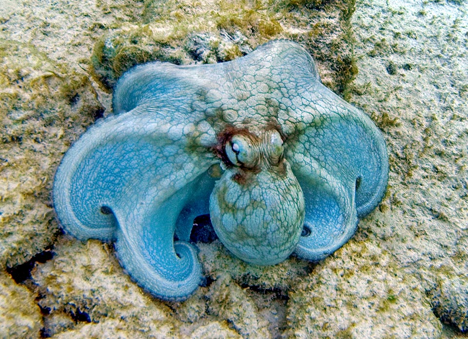 Octopus vulgaris, Pieuvre commune
