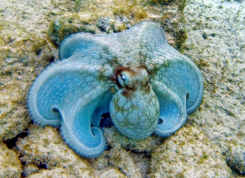 Octopus vulgaris, Polpo