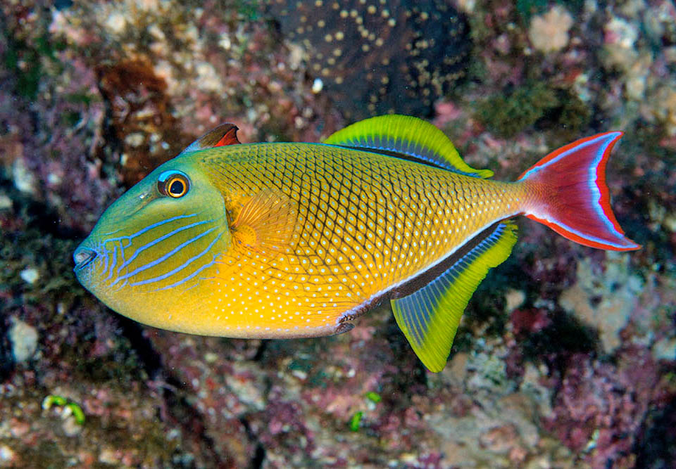 Xanthichthys mento males, territorial in the reproductive time, protect with the female the nest dug for the reproduction in the sand with strong water jets from the mouth.