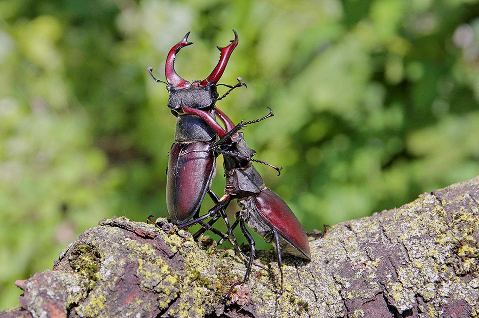 Lucanus cervus, Cerf-volant