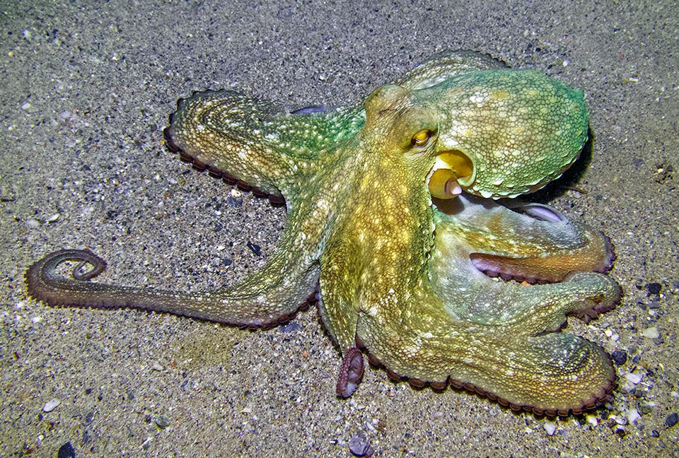 Octopus vulgaris, Pieuvre commune