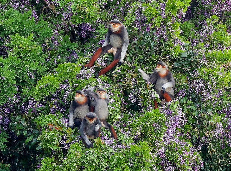 Le scimmie sono animali fondamentalmente arboricoli. Qui un gruppo di Pygathrix nemaeus mentre si nutre di fiori e foglie