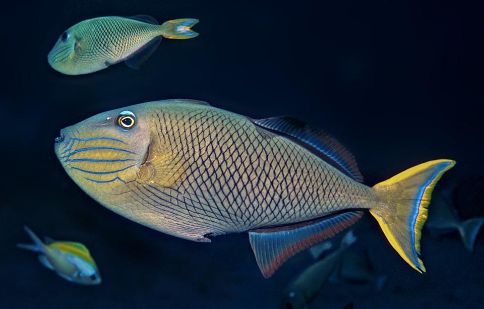 Females of Xanthichthys mento are recognized at once because the caudal fin is not red and has a bright yellow border. Here we note ventrally the remains of the pelvic fins evolutively merged in one solid bulge. Erecting it downward, the fish looks bigger to the eyes of the predators, and serves furthermore with the "trigger" to anchor in the clefts.