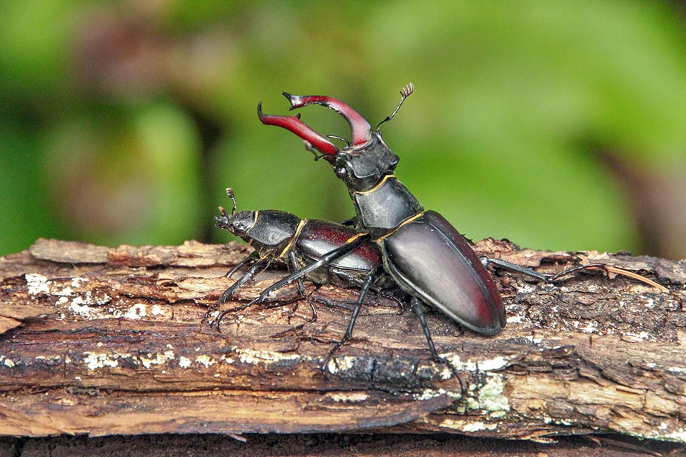 Lucanus cervus, Cerf-volant