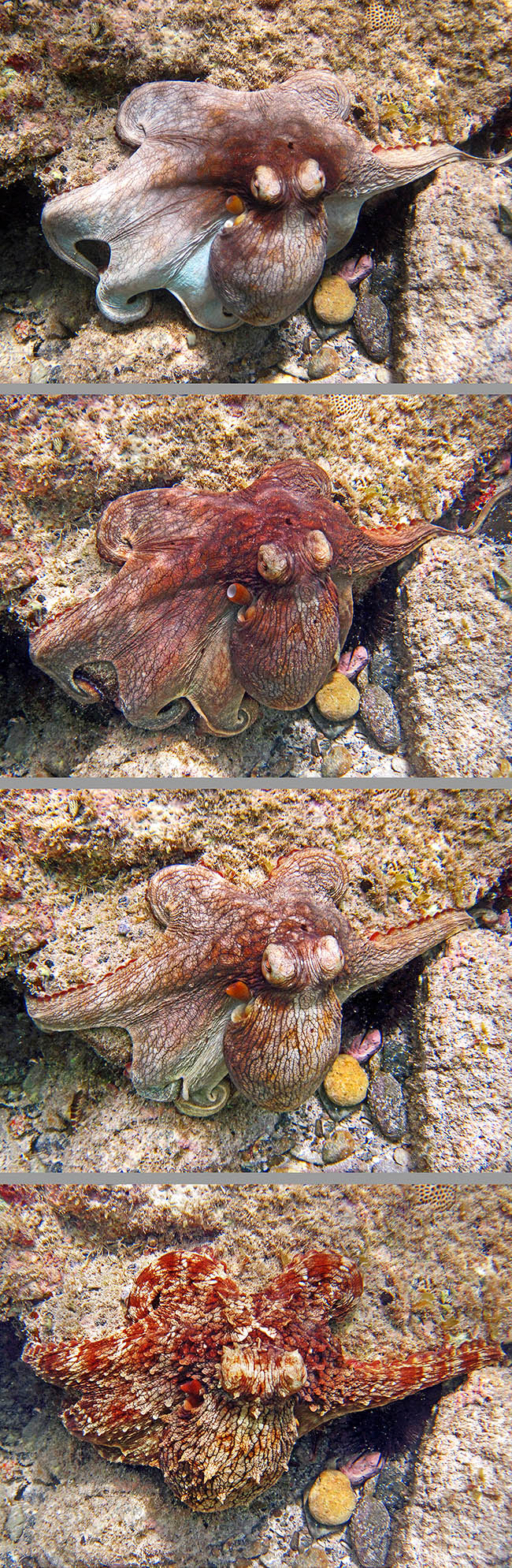 Octopus vulgaris, Pieuvre commune