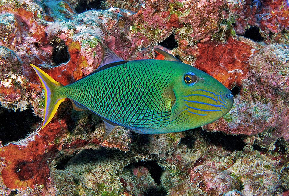 Another female of Xanthichthys mento on a greenish background. The reticulum with turquoise traits on the head remains, and the only red note is the "trigger" warning memo.