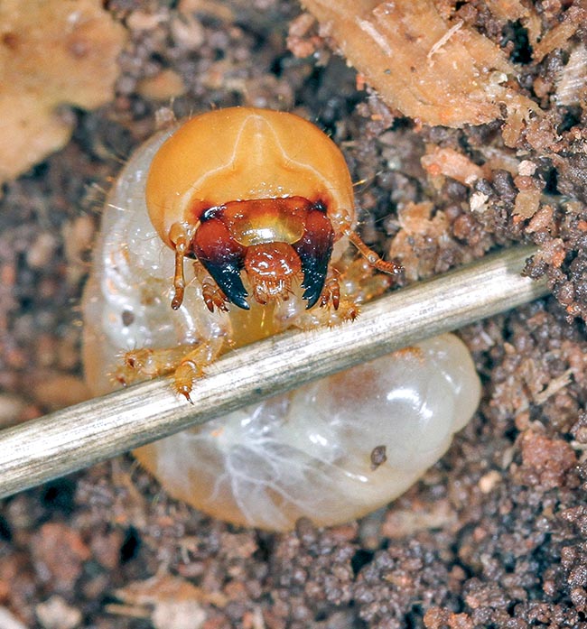 Lucanus cervus, Cervo volante larva
