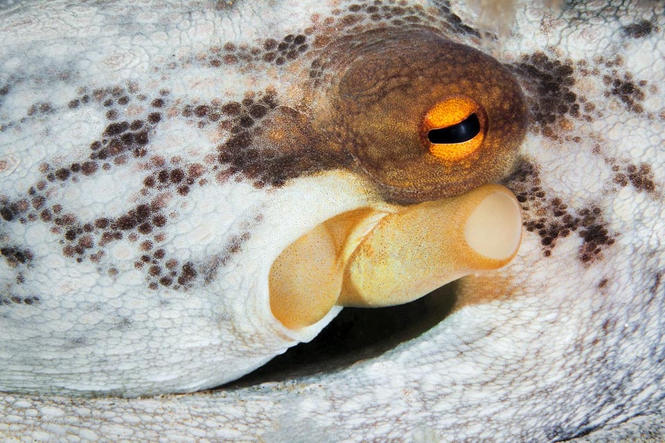 Octopus vulgaris, Pieuvre commune