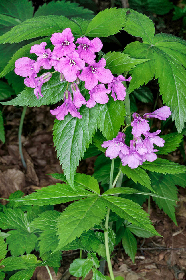 Frecuente en los hayedos húmedos, en las cadenas montañosas calcáreas del sur de Europa a 500-1700 m de altura, Cardamine pentaphyllos es un geófito rizomatoso que desaparece bajo tierra, marchitándose después de la floración