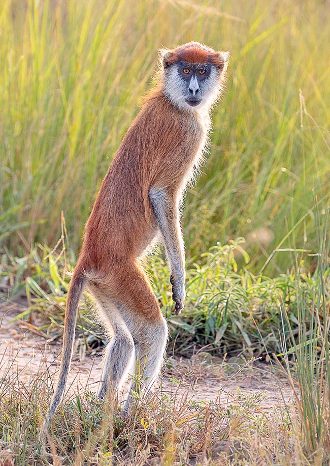 Erythrocebus patas se redresse pour regarder autour de lui ; il court aussi à quatre pattes à la vitesse d'un léopard 