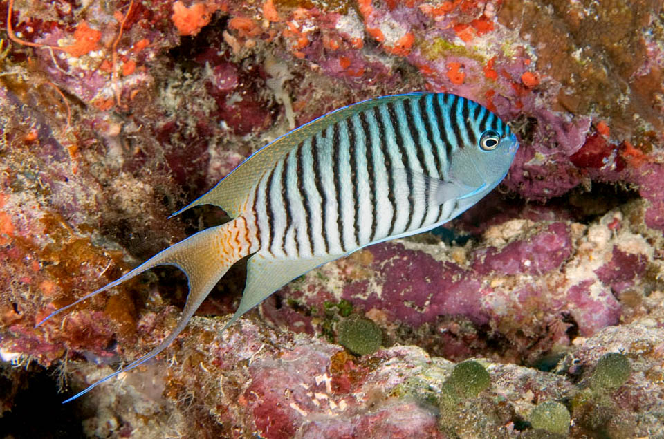 Genicanthus melanospilos, Swallowtail angelfish