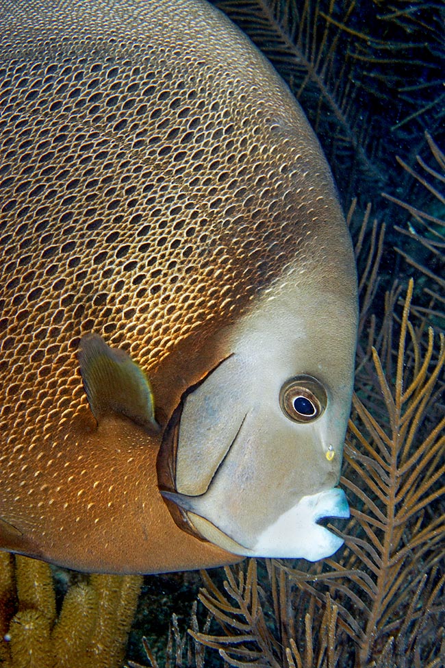 Pomacanthus arcuatus