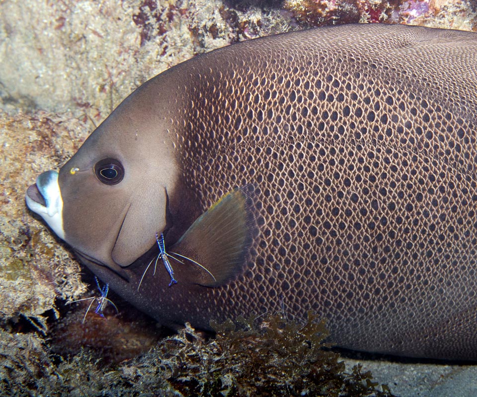 Pomacanthus arcuatus, Ancylomenes pedersoni 