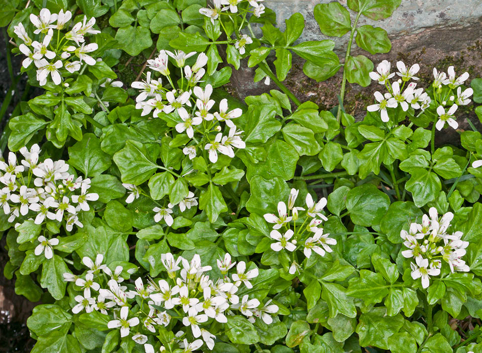 Cardamine amara