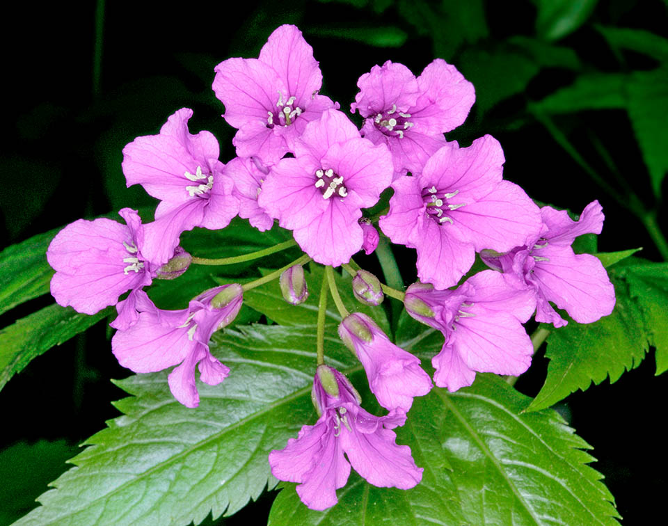 Cardamine pentaphyllos