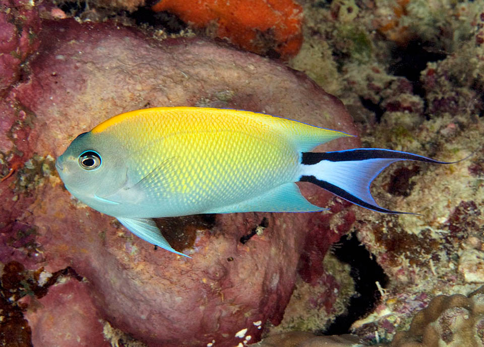 Genicanthus melanospilos, Swallowtail angelfish