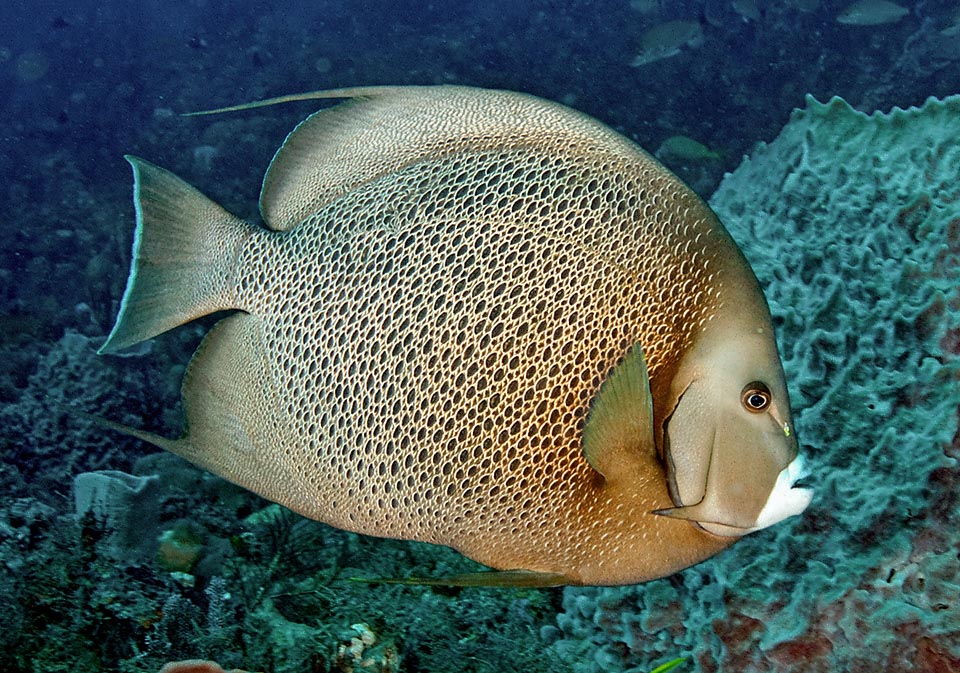 Pomacanthus arcuatus