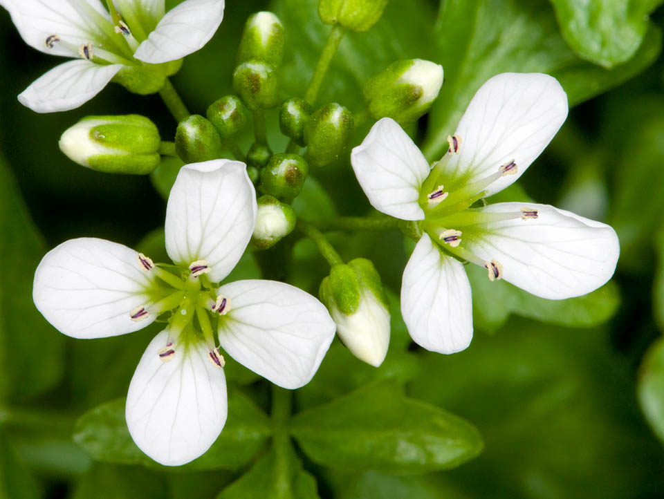 Cardamine amara