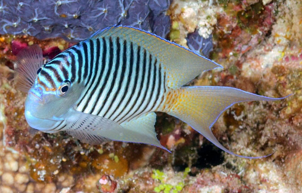 Genicanthus melanospilos, Swallowtail angelfish