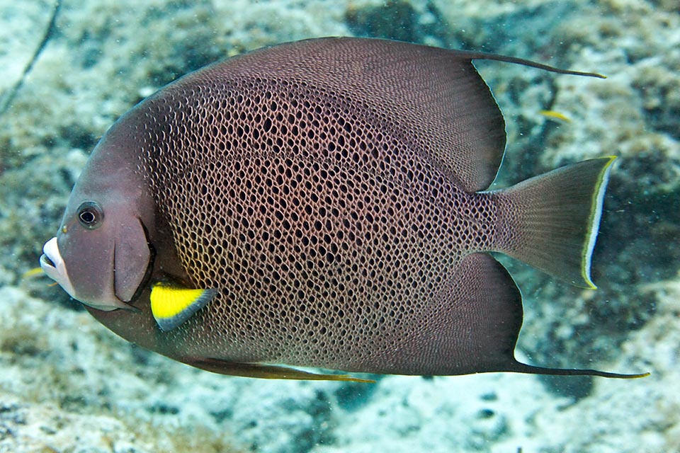 Pomacanthus arcuatus