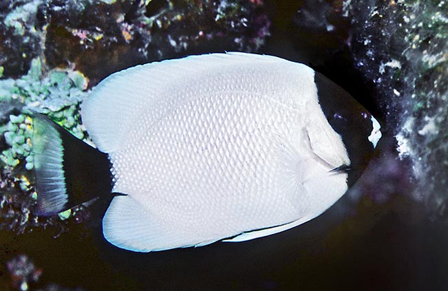 Genicanthus personatus Genicanthus personatus
