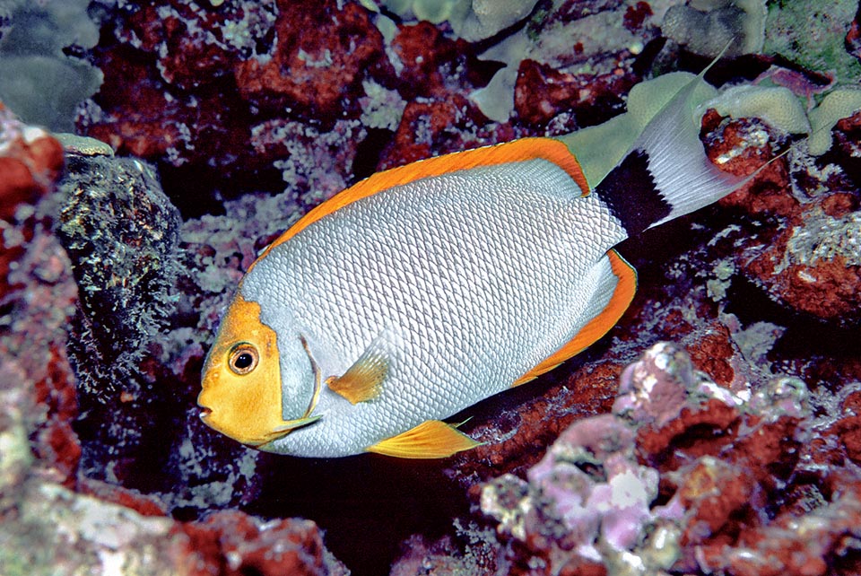 Genicanthus personatus Genicanthus personatus