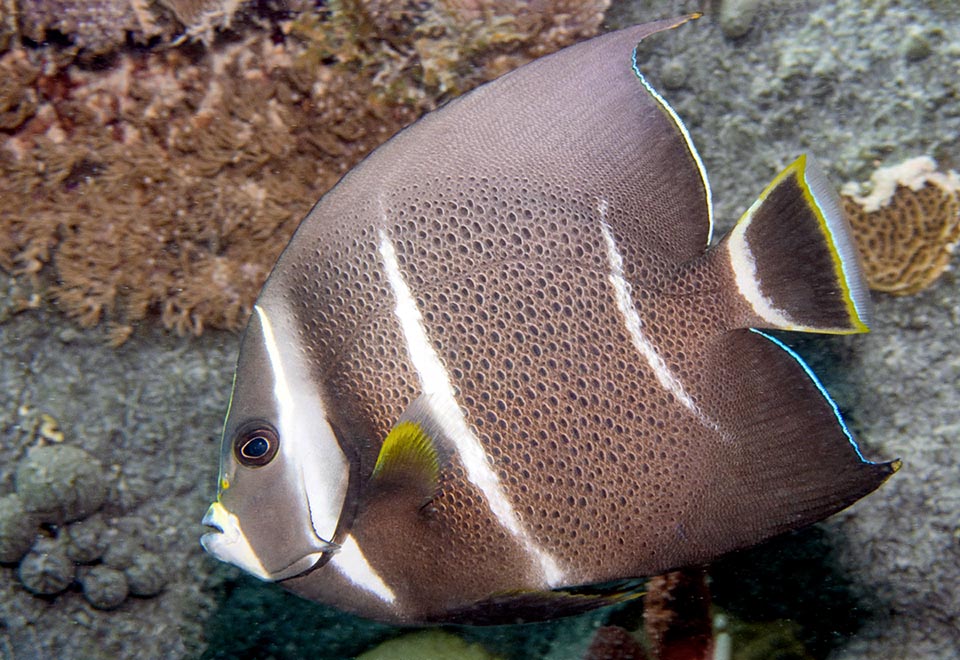 Pomacanthus arcuatus