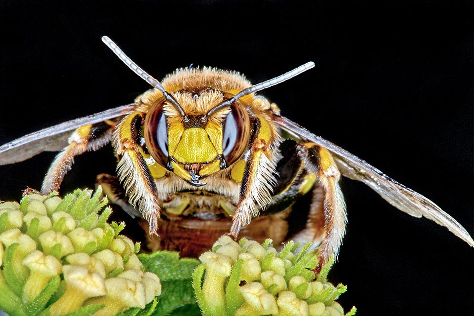 Frontal view of an Anthidium florentinum male, widely distributed within the Palearctic ecozone 