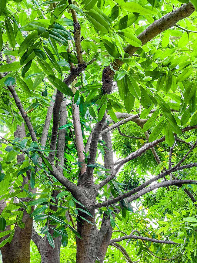 Castanospermum australe