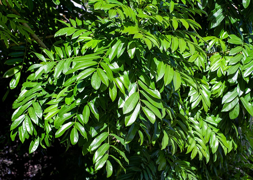 Castanospermum australe