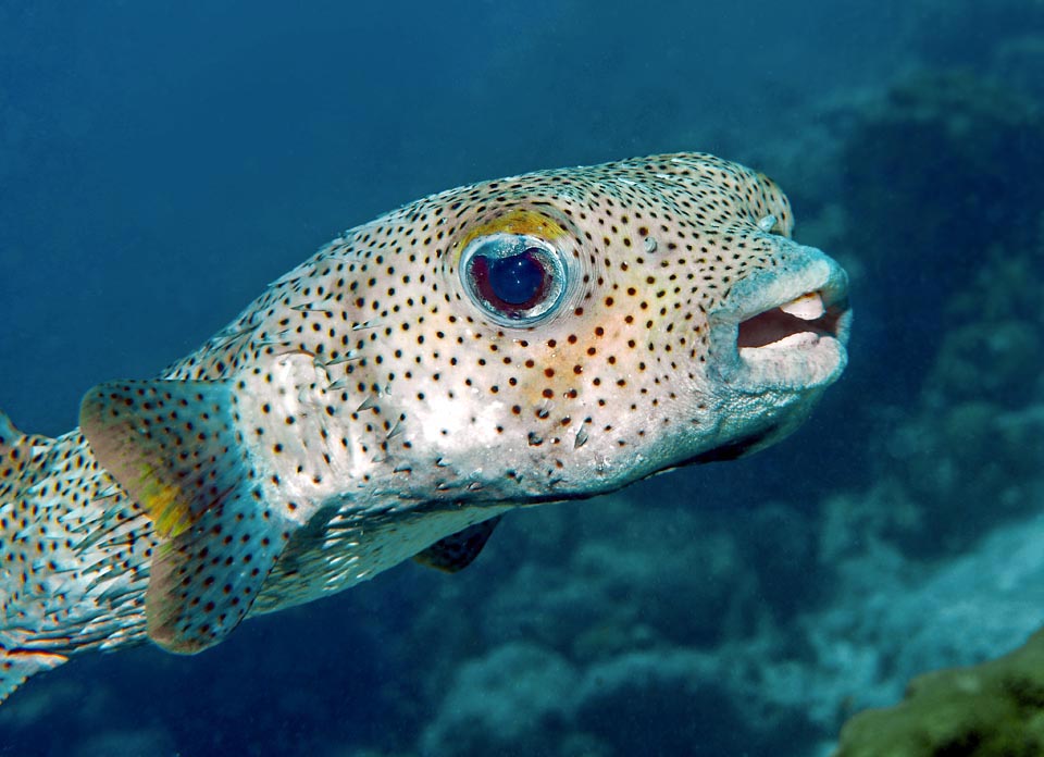 Diodon hystrix, Poisson porc-épic 