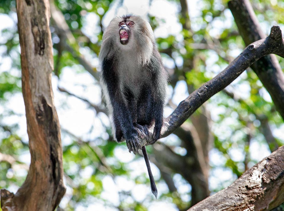 Macaca silenus