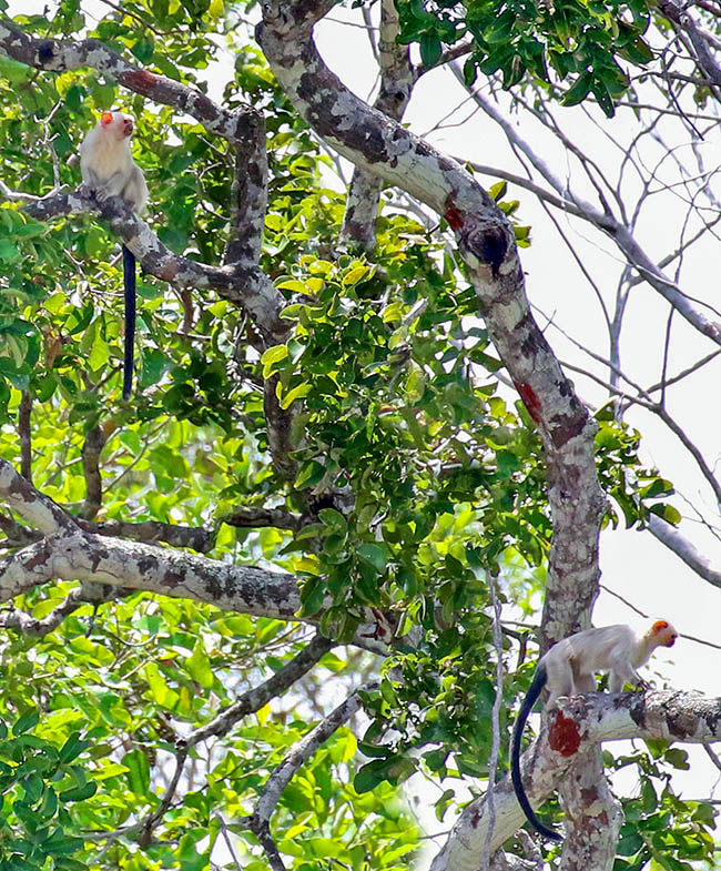 Es un primate arbóreo relacionado principalmente con los árboles de goma que crecen en la densa selva amazónica 