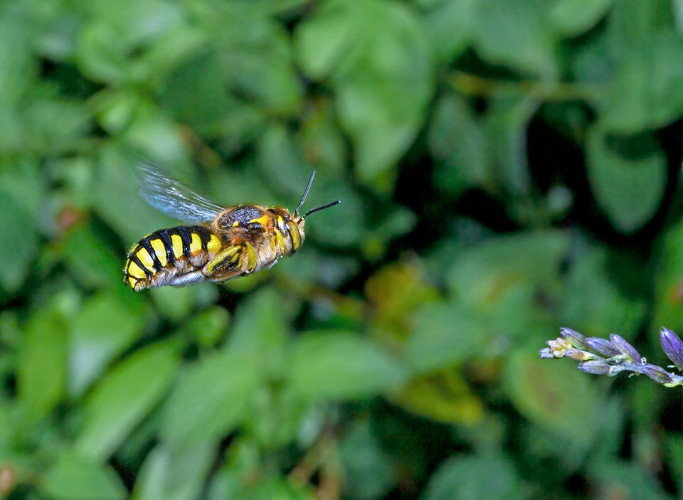 I maschi, territoriali, pattugliano in volo il loro piccolo regno, scacciando gli intrusi dalle parcelle fiorite visitate dalle femmine