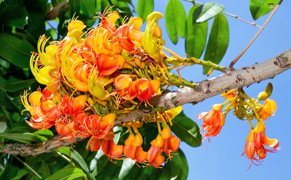 Castanospermum australe