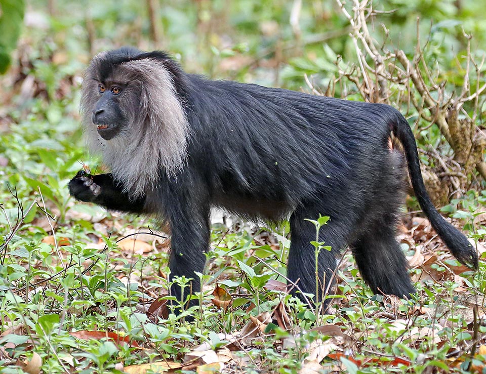 Macaca silenus