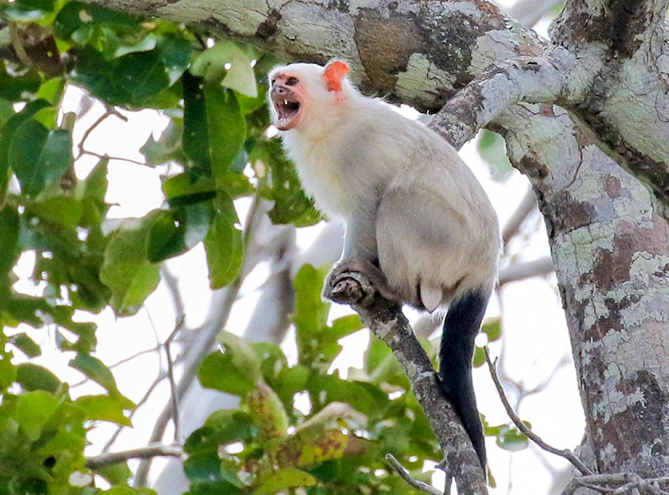 Mico argentatus, Ouistiti argenté 