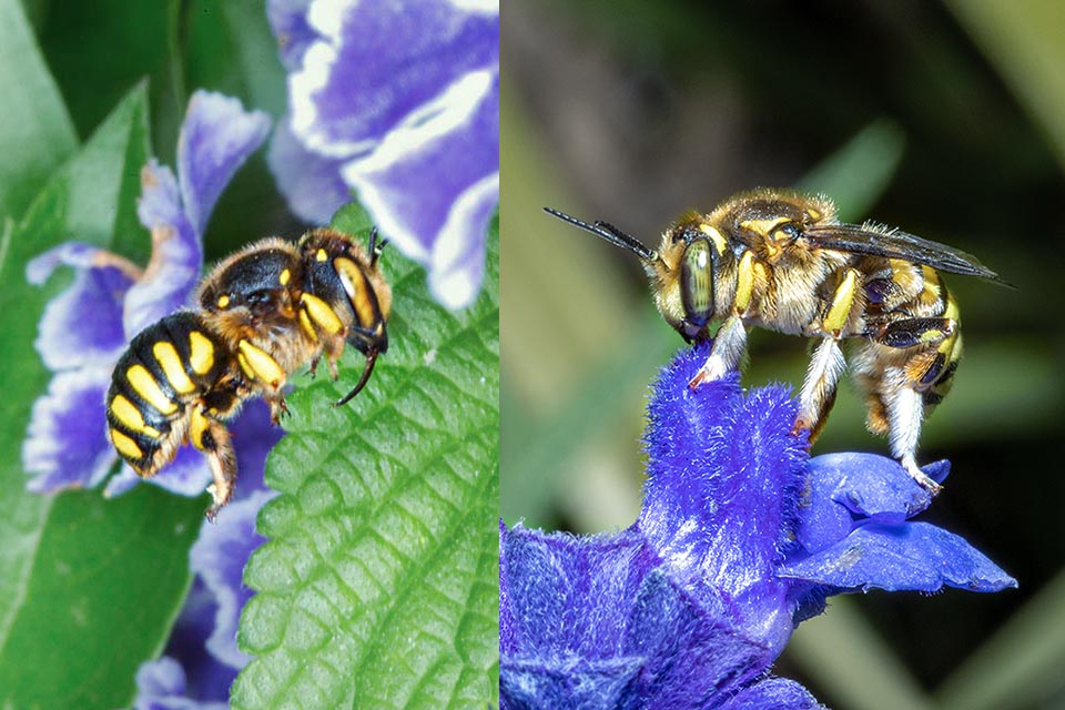 Anthidium florentinum