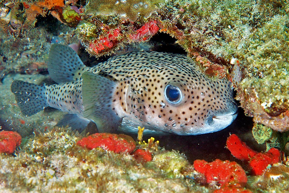 Diodon hystrix, Poisson porc-épic 